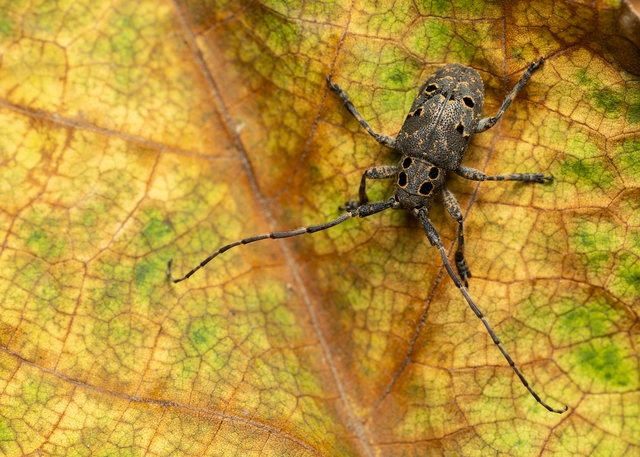 Mesosa curculionoides - szemfoltos cincér Mesosa curculionoides - szemfoltos cincér