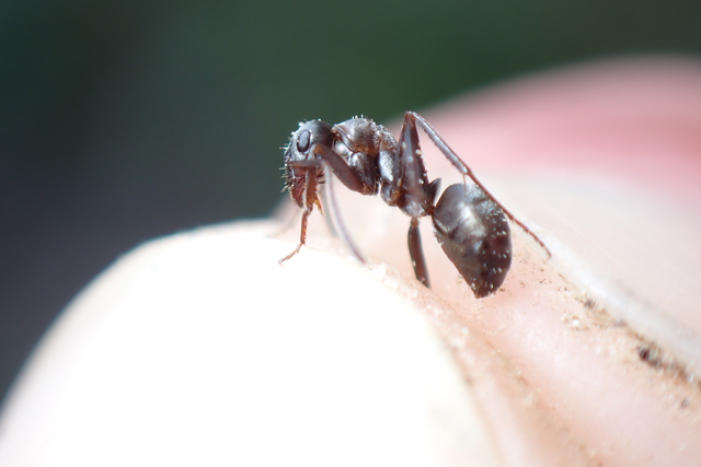 Formica rufibarbis - vörös rabszolgahangya
