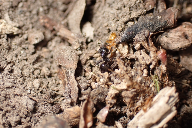 Lasius fuliginosus - kartonépítő fahangya
