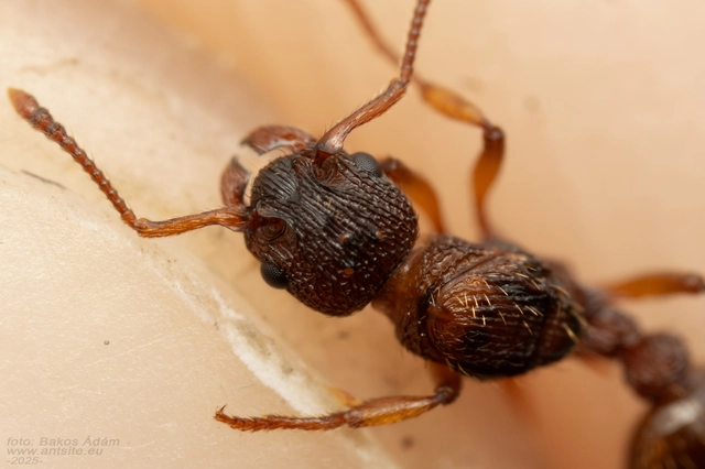 Myrmica lonae - sziklai bütyköshangya