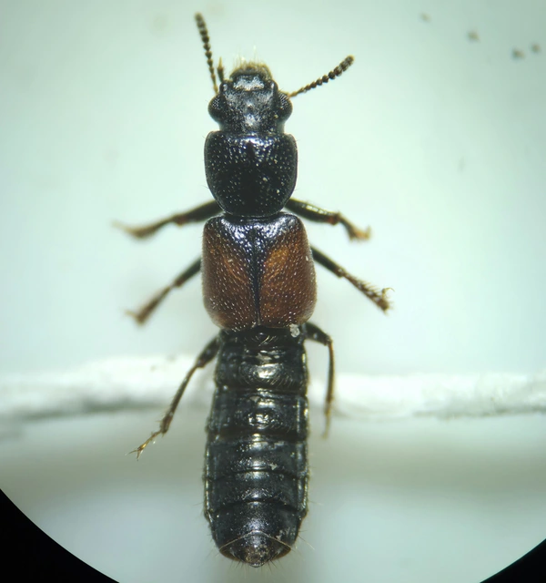 Bledius tricornis - háromszarvú ásóholyva Bledius tricornis - háromszarvú ásóholyva