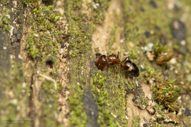 Colobopsis truncata - kapushangya
