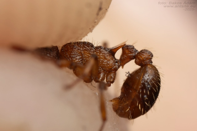 Myrmica sabuleti - gyakori bütyköshangya
