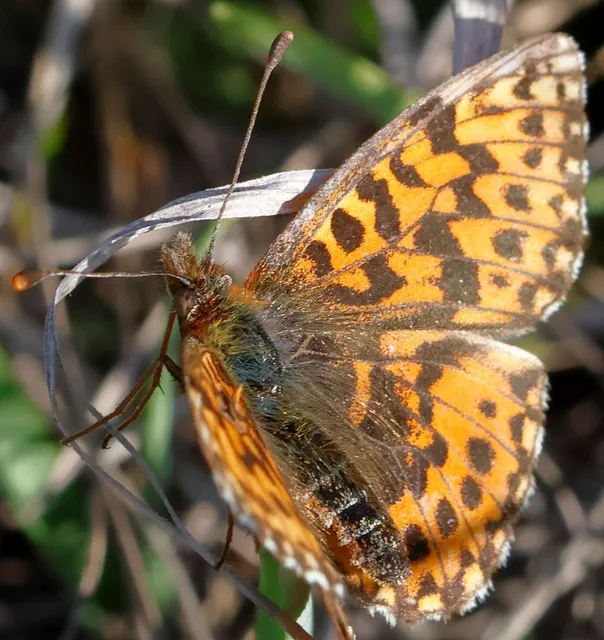 Boloria dia - kis gyöngyházlepke