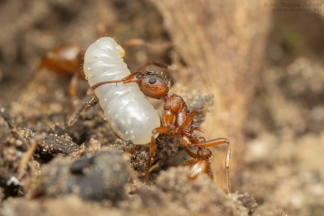 Myrmica ruginodis - erdei bütyköshangya