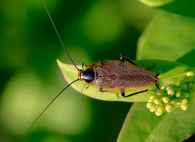 Blattodea - Csótányok