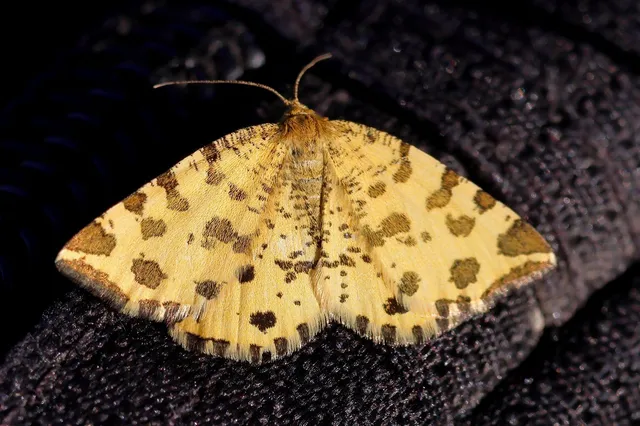 Pseudopanthera macularia - párducfoltos araszoló