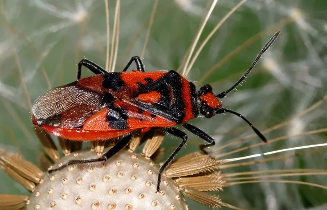 Corizus hyoscyami - piros karimáspoloska