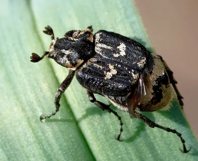 Valgus hemipterus - suta virágbogár