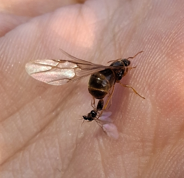 Lasius flavus - gyakori borostyánhangya
