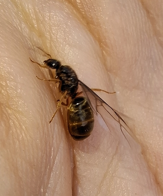 Lasius flavus - gyakori borostyánhangya