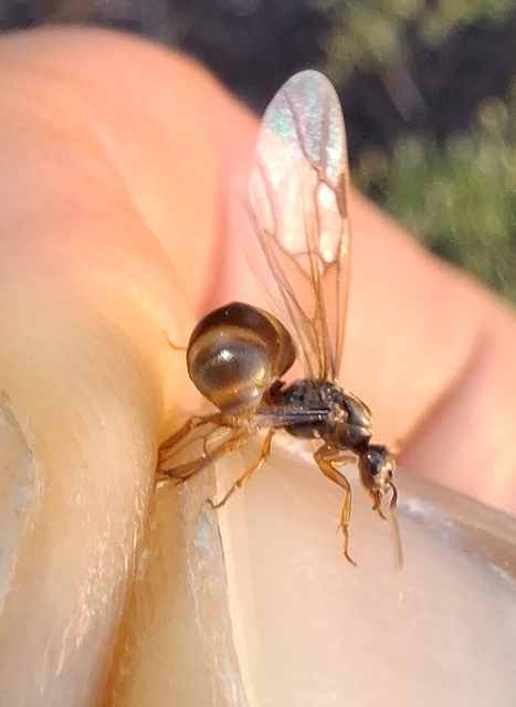 Lasius flavus - gyakori borostyánhangya