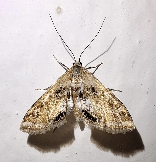 Cataclysta lemnata - békalencsemoly