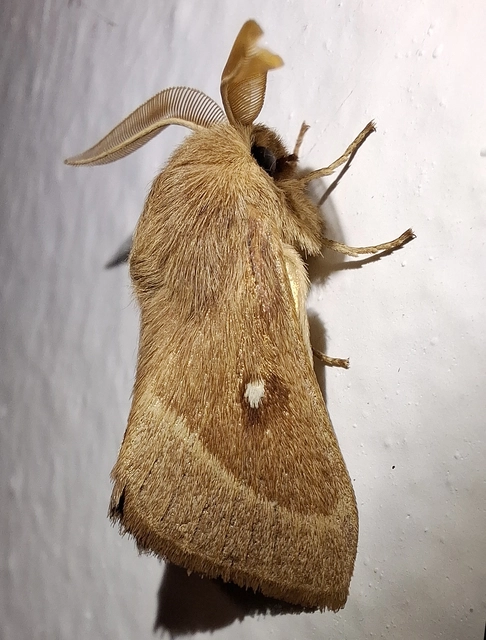 Lasiocampa trifolii - lóhereszövő