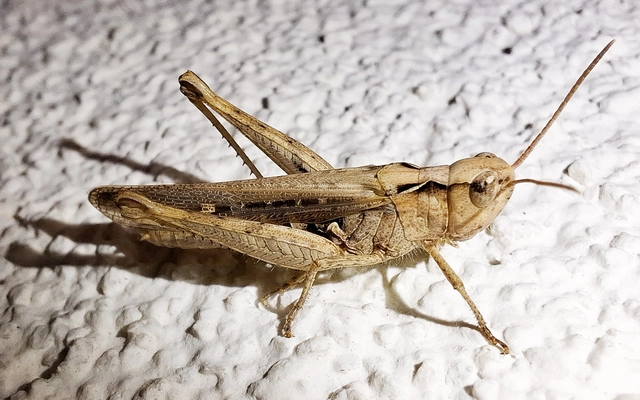 Chorthippus (Glyptobothrus) (subgenus)