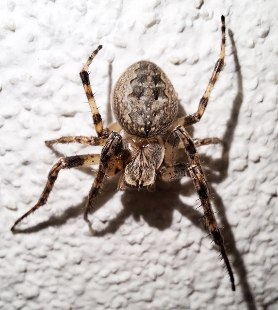 Larinioides ixobolus - ereszalji keresztespók