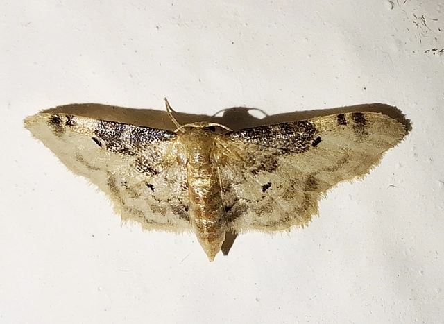 Idaea filicata - sötéttövű apróaraszoló