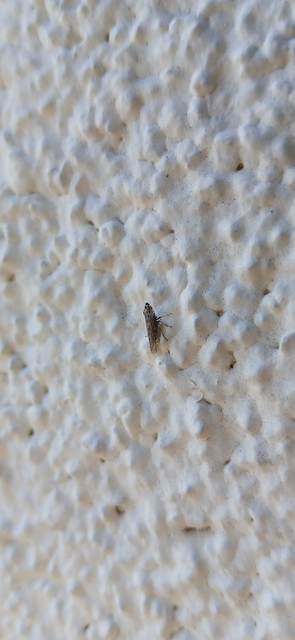Eupelix cuspidata