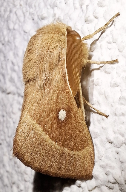 Lasiocampa trifolii - lóhereszövő