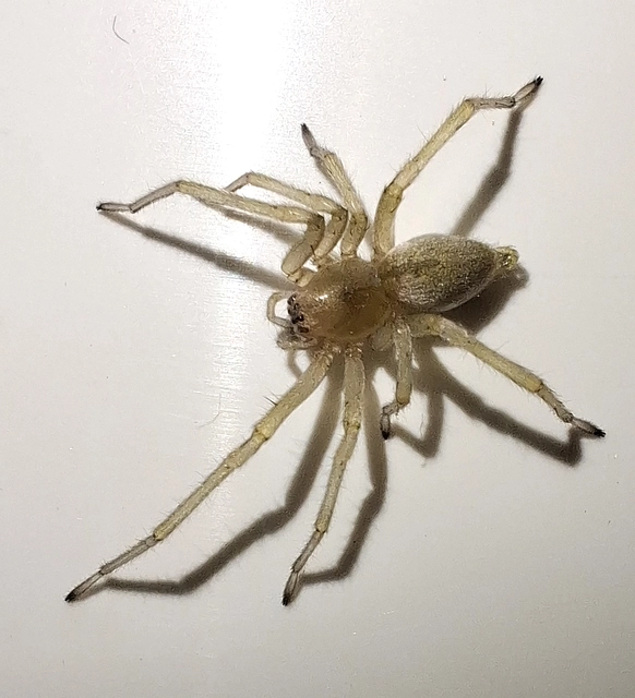 Cheiracanthium