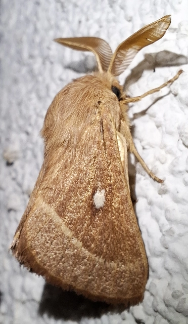 Lasiocampa trifolii - lóhereszövő