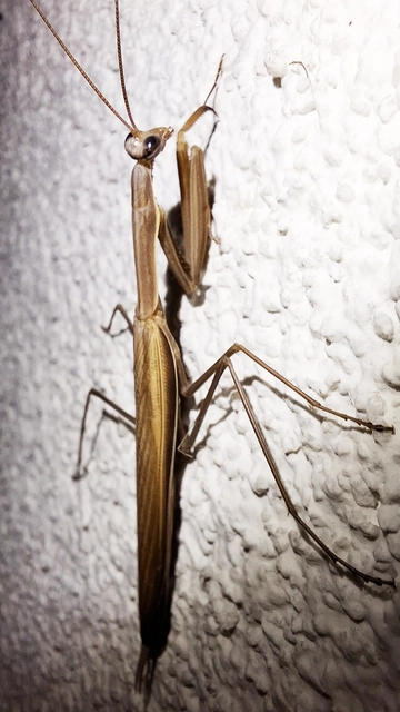 Mantodea - Fogólábúak