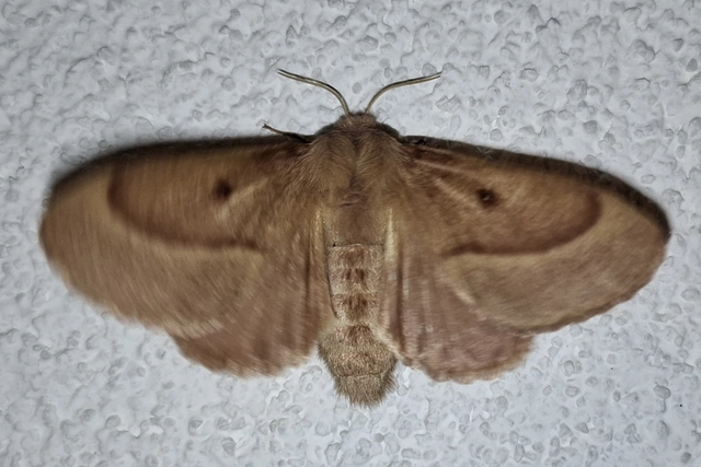 Lasiocampa trifolii - lóhereszövő