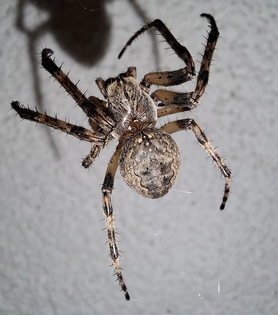 Larinioides ixobolus - ereszalji keresztespók