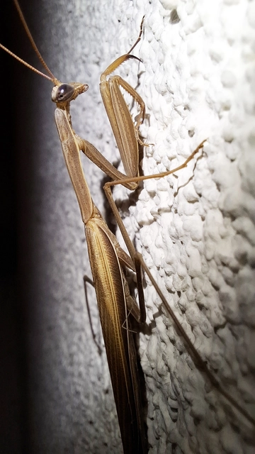 Mantodea - Fogólábúak