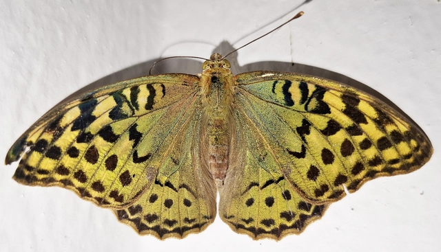 Argynnis pandora - zöldes gyöngyházlepke
