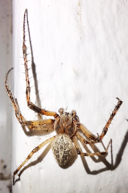 Larinioides ixobolus - ereszalji keresztespók