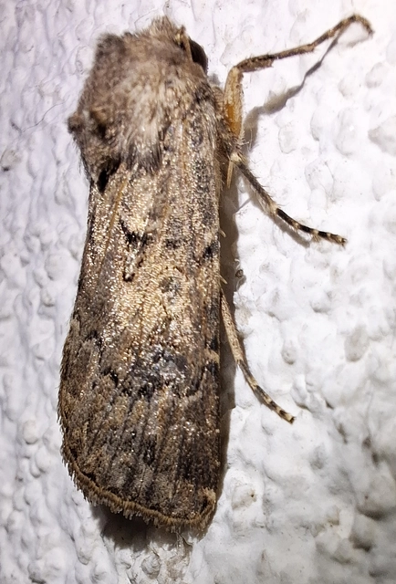 Agrotis bigramma - kétjegyű földibagoly