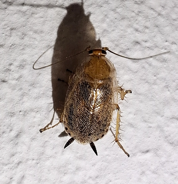 Blattodea - Csótányok