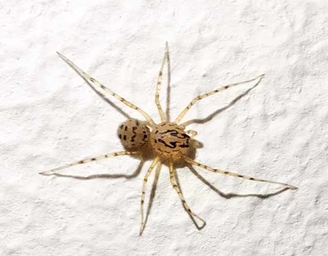 Scytodes thoracica - közönséges csupaszpók