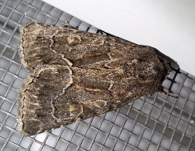 Thalpophila matura - fakó erdeibagoly