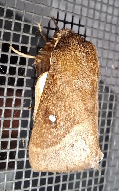 Lasiocampa trifolii - lóhereszövő