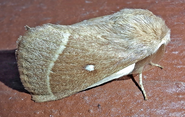 Lasiocampa trifolii - lóhereszövő