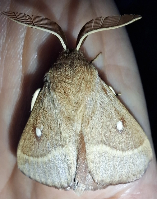 Lasiocampa trifolii - lóhereszövő