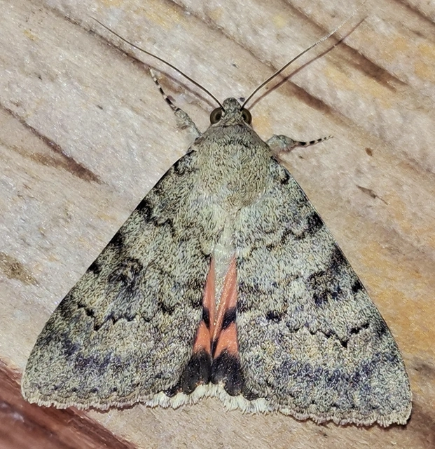 Catocala puerpera - nyárfa-övesbagoly