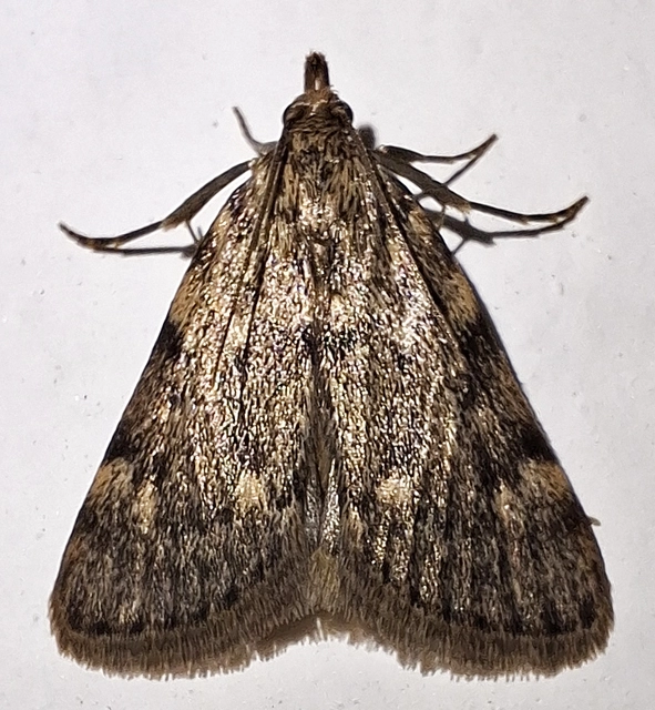 Aglossa pinguinalis - zsiradékmoly