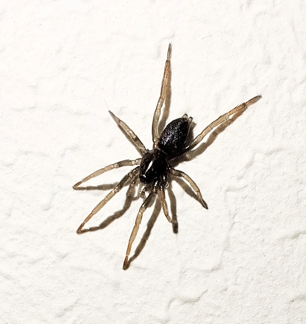 Trachyzelotes pedestris - vöröslábú gyászpók