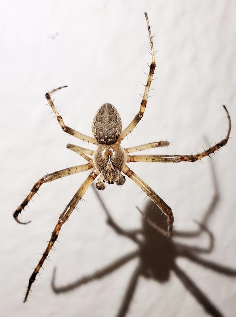 Larinioides