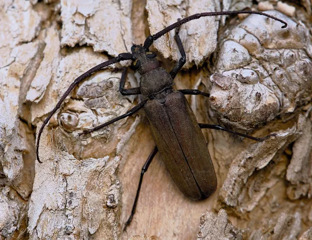 Aegosoma scabricorne - diófacincér