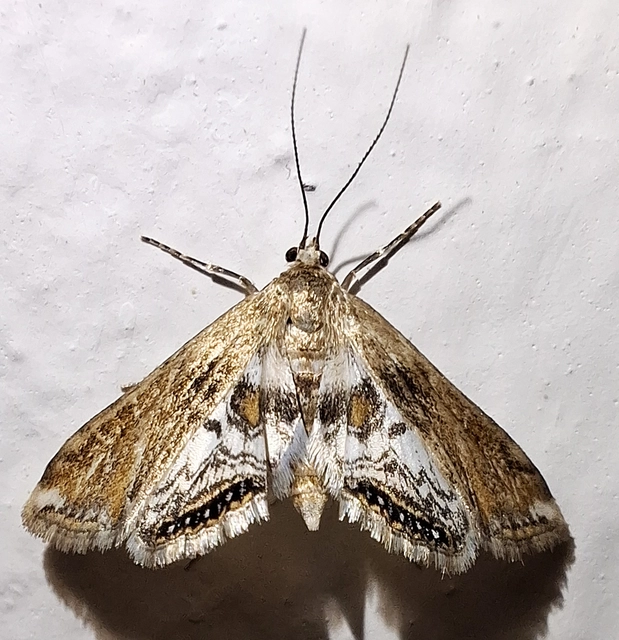 Cataclysta lemnata - békalencsemoly