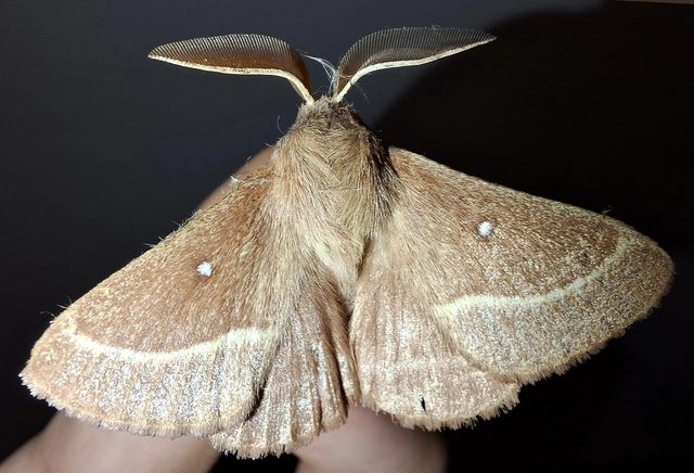 Lasiocampa trifolii - lóhereszövő