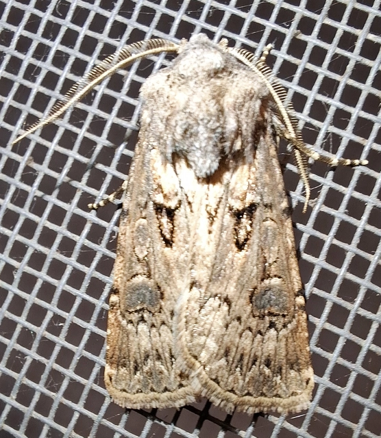 Agrotis bigramma - kétjegyű földibagoly