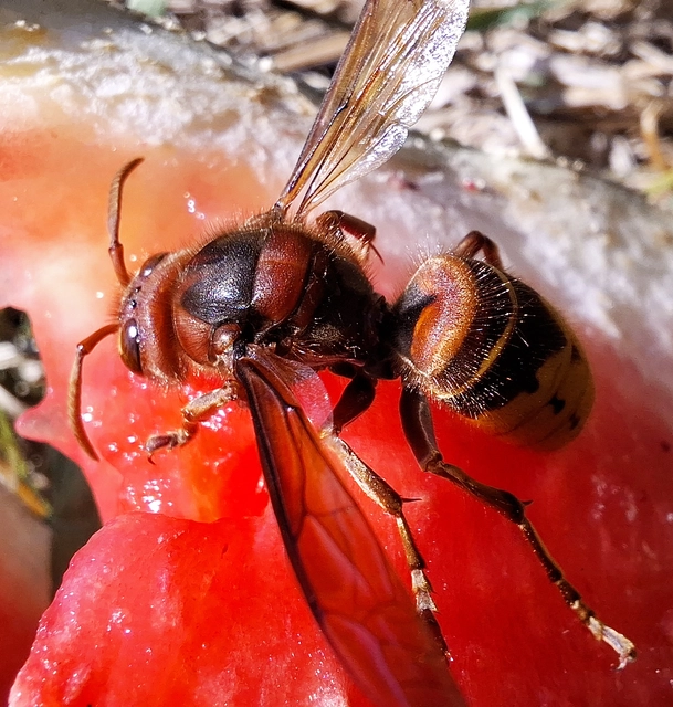Vespa crabro - lódarázs