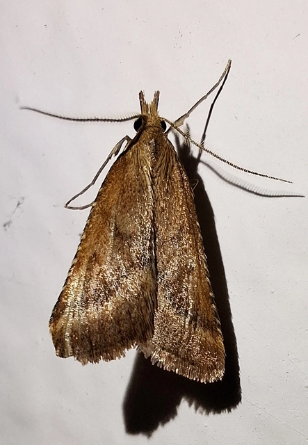 Synaphe punctalis - hosszúlábú fényilonca