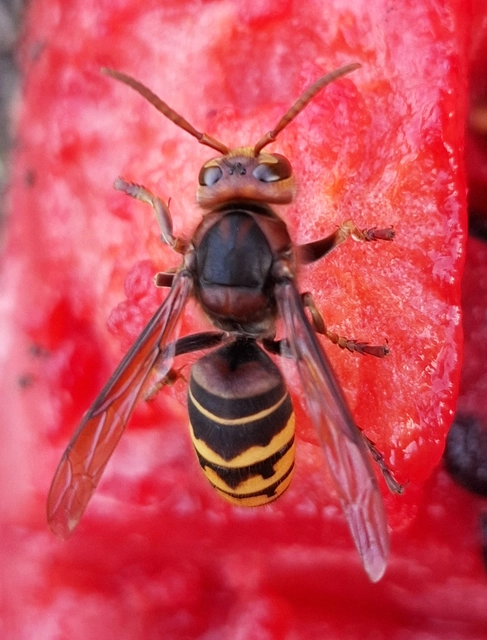 Vespa crabro - lódarázs
