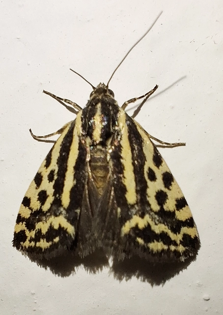 Emmelia trabealis - zebrabagoly